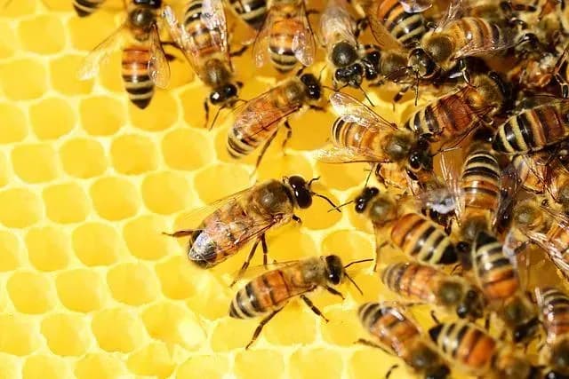 Schutz SET Bienen