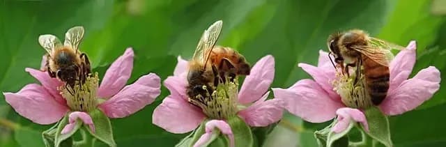 Schutz SET Bienen