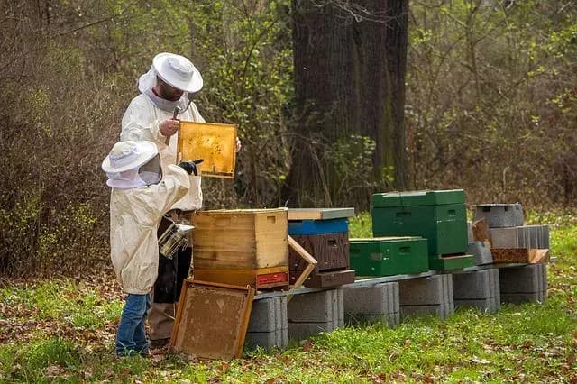 Schutz SET Bienen