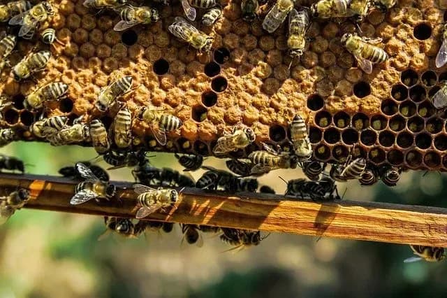 Schutz SET Bienen