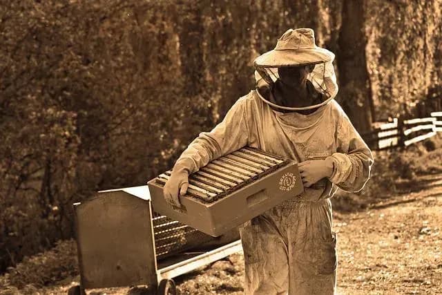 Schutz SET Bienen
